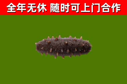 武宣县回收海参干